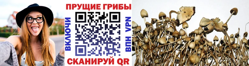 Галлюциногенные грибы Psilocybe  блэк спрут ссылка  Чердынь 